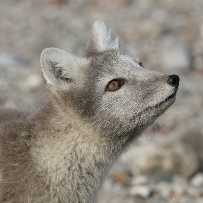 Arctic Fox