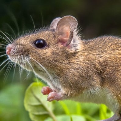 Field Mouse