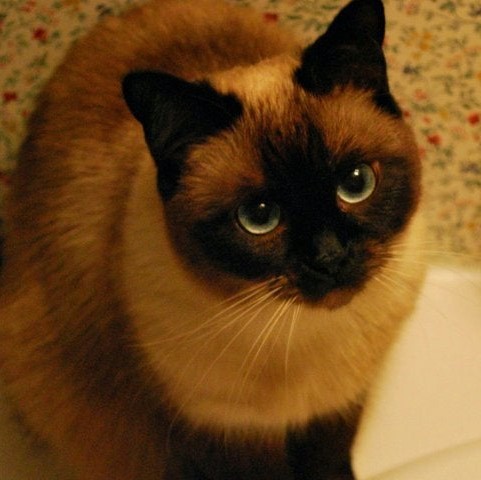 Siamese Cat