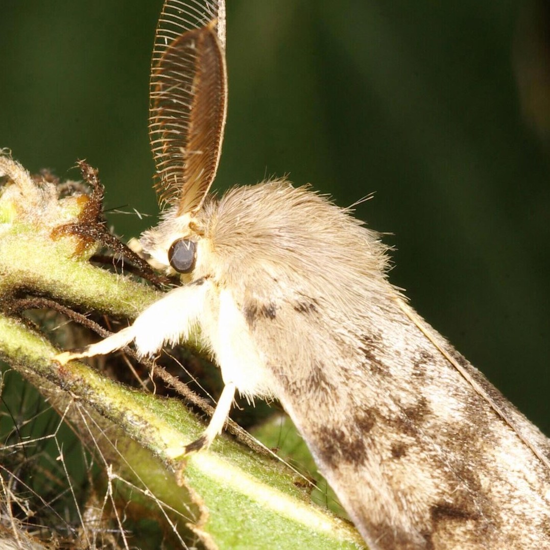 Spongy Moth