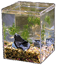 transparent fish tank